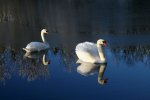 'Swans' by Alastair Cochrane FRPS DPAGB EFIAP