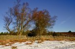 'Bluemill Wicket' by Andrew Mackie