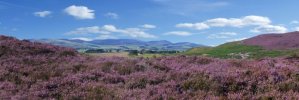 'Cheviot From Debdon' by Andrew Mackie