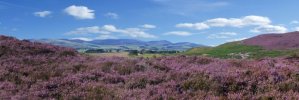 'Cheviot From Debdon' by Andrew Mackie