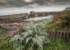 'Craster' by Andrew Mackie