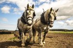 'Hay Farm Horses' by Andrew Mackie