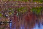 'Kingfisher' by Andrew Mackie