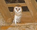 'Owl In The Rafters' by Andrew Mackie