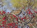 'Redwing On Hawthorn' by Andrew Mackie