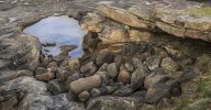 'Rockpool' by Andrew Mackie