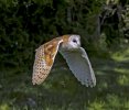 'Spook The Owl' by Andrew Mackie