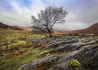 'The Lonely Tree On The Isle Of Skye' by Andrew Mackie