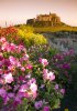 'Holy Island Garden' by Andy Kewin