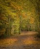 'Rainbow In The Woods' by Anthony Wright ARPS DPAGB BPE3*