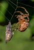 'Wasp Encased By Cardinal Spider' by Anthony Wright ARPS DPAGB BPE3*