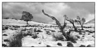 'Cheviot Hillside' by Barry Robertson LRPS