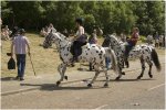 'Rather Large Dalmations' by Barry Robertson LRPS