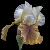 'Iris' by Carol McKay