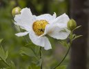 'Romneya Flower Head' by Carol McKay