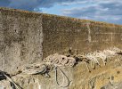 'Ropes, Craster Harbour' by Carol McKay