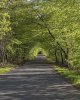 'Tree Tunnel' by Carol McKay