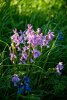 'Pink Bells' by Chris Goddard