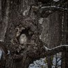 'Ural Owl' by Chris Goddard