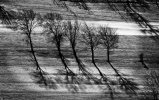 'Winter Trees, Rothbury Golf Club' by Chris Goddard