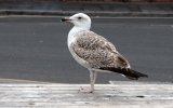 'Young Gull' by Christine Gray