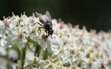 'Fly On Cow Parsley' by Dave Dixon LRPS