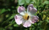 'Hoverfly On Dog Rose' by Dave Dixon LRPS