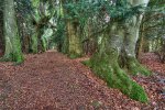 'Beech Walk' by Dave Dixon LRPS