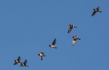 'Oystercatchers' by Dave Dixon LRPS