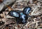 'Dor Beetle Preparing For Flight' by Dave Dixon LRPS