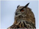 'Eagle Owl' by Dave Dixon LRPS