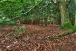 'Ewart Park Trees' by Dave Dixon LRPS