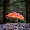 'Fly Agaric' by Dave Dixon LRPS