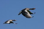 'Greylag Geese In Flight' by Dave Dixon LRPS