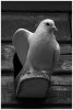 'Let Me Take You Under My Wing' by Dave Dixon LRPS