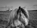 'Horse At Lynemouth' by Dave Dixon LRPS