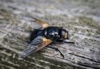 'Noon Fly' by Dave Dixon LRPS
