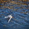 'Seahouses Gull' by Dave Dixon LRPS