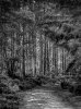 'Thrunton Wood' by Dave Dixon LRPS