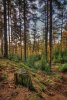 'Thrunton Woods' by Dave Dixon LRPS