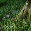 'Callaly Bluebells' by Dave Dixon LRPS