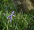 'Callaly Bluebells' by Dave Dixon LRPS