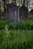 'Whittingham Churchyard' by Dave Dixon LRPS