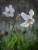 'Whittingham Churchyard' by Dave Dixon LRPS