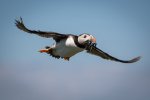'In Flight' by David Burn LRPS