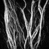 'Roots' by David Burn LRPS