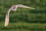 'Barn Owl' by David Burn LRPS