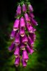 'Foxglove' by David Burn LRPS