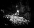 'Kittiwake' by David Burn LRPS