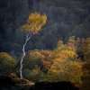 'Lone Birch' by David Burn LRPS